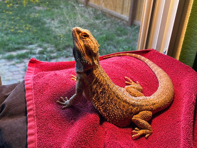 Eros the bearded dragon