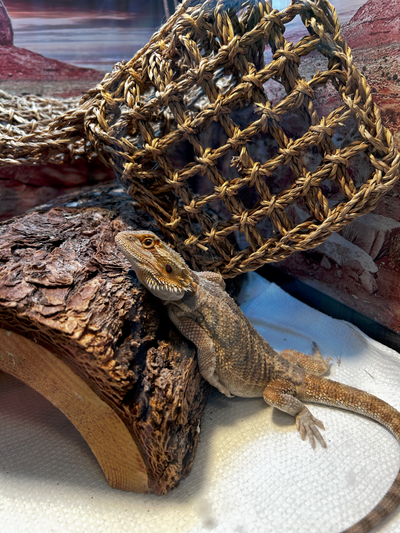 MoMo the bearded dragon